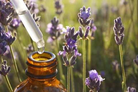 Seasonal Scents: Best Fragrances as per seasons